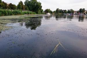 mit Schlingpflanzen zugewucherte Regattastrecke